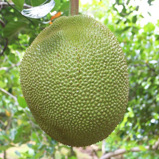 Mít nghệ chín cây tự nhiên